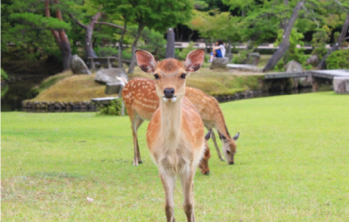 nara01.jpg